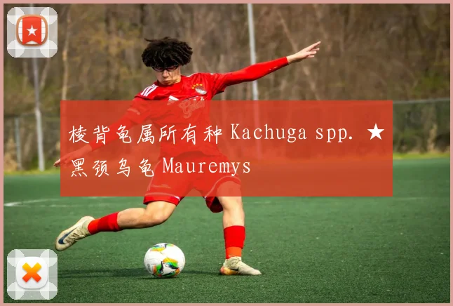 棱背龟属所有种 Kachuga spp. ★黑颈乌龟 Mauremys